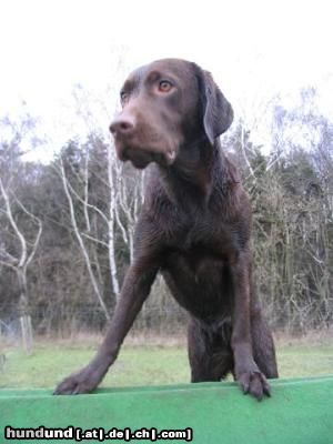 Labrador Retriever Hunde Foto 15998 Labrador Retriever meine Rampe
