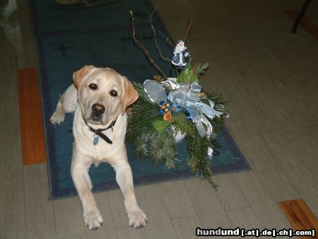 Labrador Retriever Hunde Foto 8089 Labrador Retriever unser Mejo aus Marburg