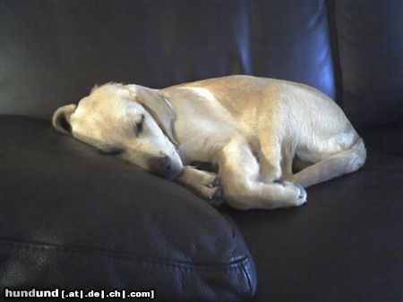 Labrador Retriever das ist unser Junge Joe