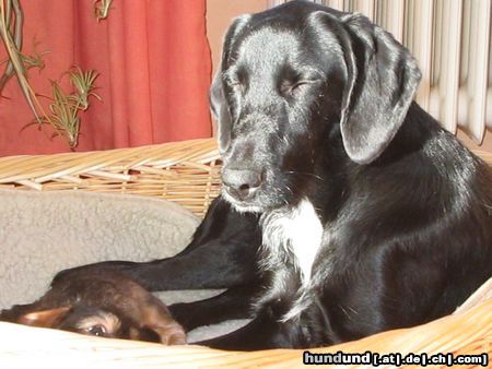 Labrador Retriever Hunde Foto 10102 Labrador Retriever labrador- irish setter mischling