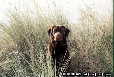 Labrador Retriever Nane auf Rügen