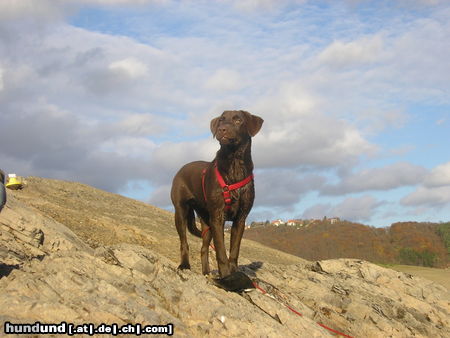 Labrador Retriever Hunde Foto 26630 Labrador Retriever maja am see