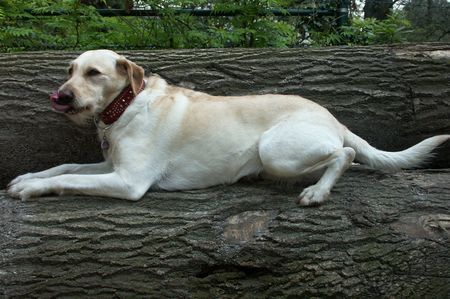 Labrador Retriever Pause..