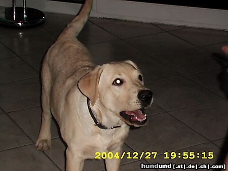 Labrador Retriever Hunde Foto 17448 Labrador Retriever Emma, 5 Monate jung
