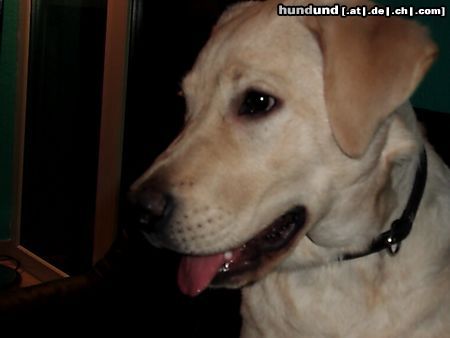 Labrador Retriever Hunde Foto 17447 Labrador Retriever Emma, 5 Monate jung