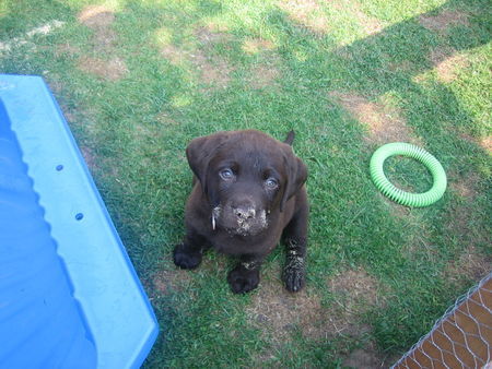 Labrador Retriever Hunde Foto 39441 Labrador Retriever Anjou 6wochen