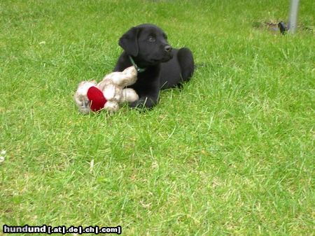 Labrador Retriever Hunde Foto 16178 in höherer Auflösung ansehen Labrador Retriever Othello