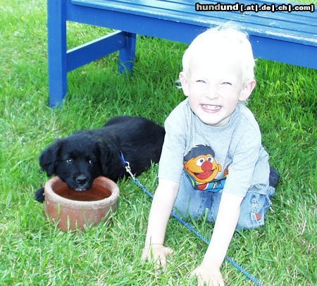 Labrador Retriever Hunde Foto 11910 Labrador Retriever Othello und Luke sein neuer