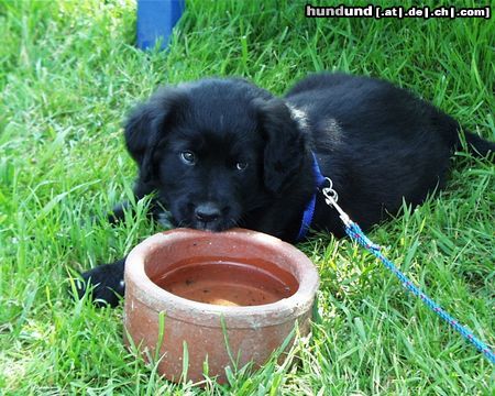 Labrador Retriever Hunde Foto 11909 Labrador Retriever Othello sein erster Tag im neuen Heim