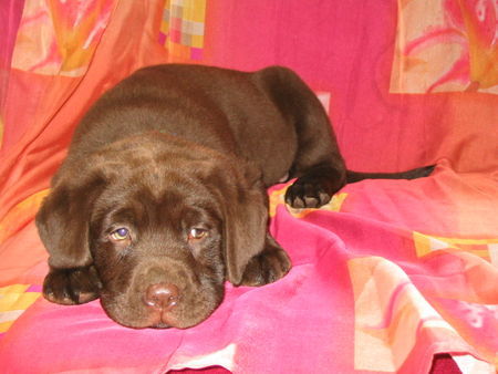 Labrador Retriever Hunde Foto 32293 Labrador Retriever