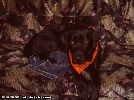 Labrador Retriever Hunde Foto 23166 Labrador Retriever unser pelle