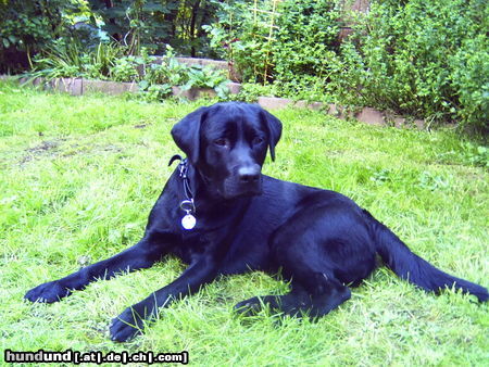 Labrador Retriever Hunde Foto 24820 in höherer Auflösung ansehen Labrador Retriever wer kommt denn da?