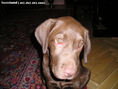 Labrador Retriever Hunde Foto 16689 in höherer Auflösung ansehen Labrador Retriever DELIA