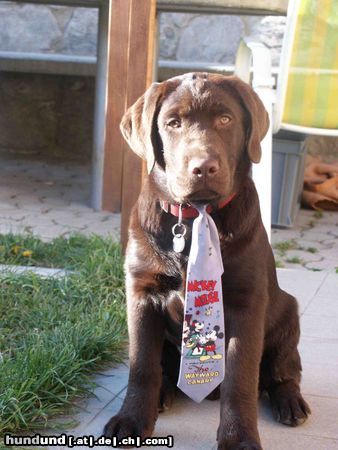 Labrador Retriever Buddy