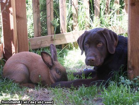 Labrador Retriever buddys Freund