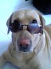Labrador Retriever Foto: Ladyblue im Urlaub (ID 11892) Labrador Retriever Hund