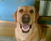 Labrador Retriever Foto (ID 43843) Labrador Retriever Hund
