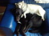 Labrador Retriever Foto: Sam und seine Freundin Nippel (ID 32063) Labrador Retriever Hund