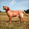 Labrador Retriever Foto (ID 41871) Labrador Retriever Hund