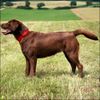 Labrador Retriever Foto (ID 41873) Labrador Retriever Hund