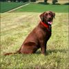 Labrador Retriever Foto (ID 41874) Labrador Retriever Hund