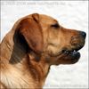 Labrador Retriever Foto (ID 41872) Labrador Retriever Hund
