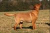 Labrador Retriever Foto: Hallo, hier ein Bild von unseren Deckrüden Flash. (ID 41859) Labrador Retriever Hund