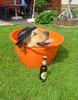 Labrador Retriever Foto: Hallo ich heiße Monty und bin 2 Jahre alt (ID 13147) Labrador Retriever Hund