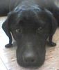 Labrador Retriever Hund