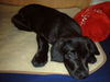 Labrador Retriever Foto (ID 35231) Labrador Retriever Hund