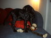 Labrador Retriever Foto: Louie sagt HALLOOO!!! (ID 35232) Labrador Retriever Hund