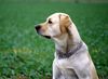 Labrador Retriever Foto: Labrador Retriever Max (ID 6150) Labrador Retriever Hund