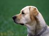 Labrador Retriever Foto: Labrador Retriever Max (ID 6151) Labrador Retriever Hund