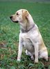 Labrador Retriever Foto: Labrador Retriever Max (ID 6152) Labrador Retriever Hund