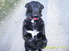 Labrador Retriever Foto: please,please (ID 43949) Labrador Retriever Hund