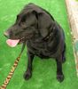 Labrador Retriever Foto (ID 41717) Labrador Retriever Hund