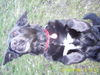 Labrador Retriever Foto: vom winde verweht (ID 43948) Labrador Retriever Hund