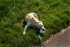 Labrador Retriever Hund