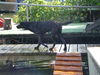 Labrador Retriever Foto (ID 37376) Labrador Retriever Hund