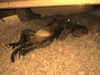 Labrador Retriever Foto: einfach mal faul sein..... (ID 37766) Labrador Retriever Hund