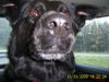 Labrador Retriever Foto: großlapp (ID 43950) Labrador Retriever Hund