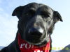 Labrador Retriever Foto: wo bleibt e.? (ID 43951) Labrador Retriever Hund