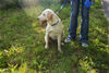 Labrador Retriever Hund