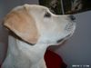 Labrador Retriever Foto: Ein Blick aus dem Fenster (ID 9239) Labrador Retriever Hund
