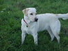 Labrador Retriever Foto: Emma jetzt 1 Jahr alt (ID 24203) Labrador Retriever Hund