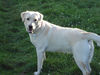 Labrador Retriever Foto: Emma jetzt 1 Jahr alt (ID 24204) Labrador Retriever Hund