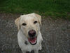 Labrador Retriever Foto: Emma jetzt 1 Jahr alt (ID 24205) Labrador Retriever Hund