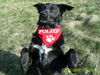 Labrador Retriever Foto: vom winde verweht (ID 43946) Labrador Retriever Hund