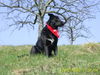 Labrador Retriever Foto: vom winde verweht (ID 43947) Labrador Retriever Hund