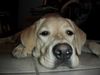 Labrador Retriever Hund
